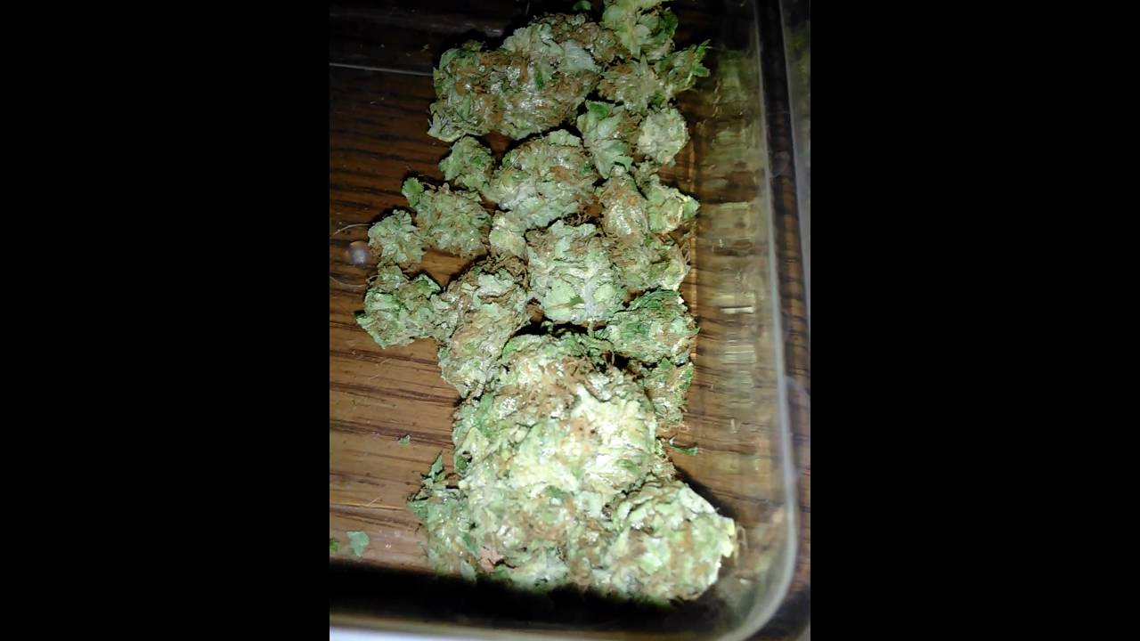 Super Lemon Haze Kush Weed Dank Strain West Coast NorthWest