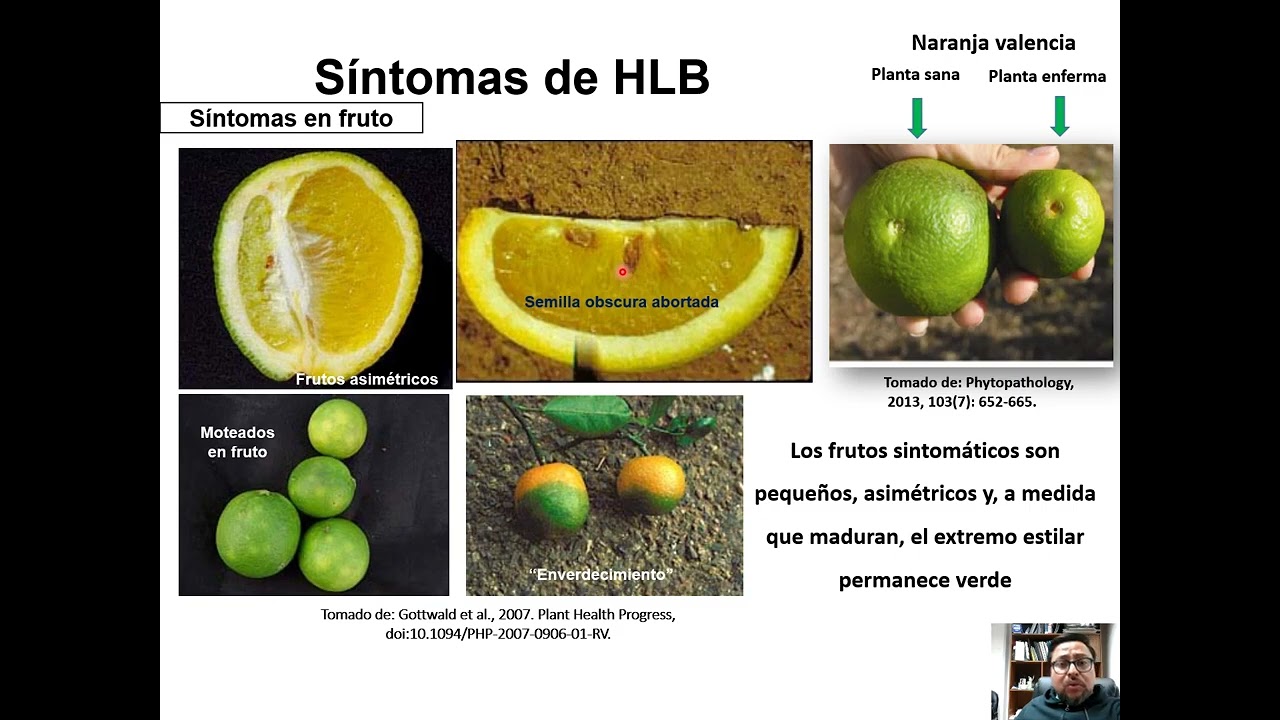 El huanglongbing una enfermedad devastadora para los cítricos eIrene Ramírez Ernesto Fernández