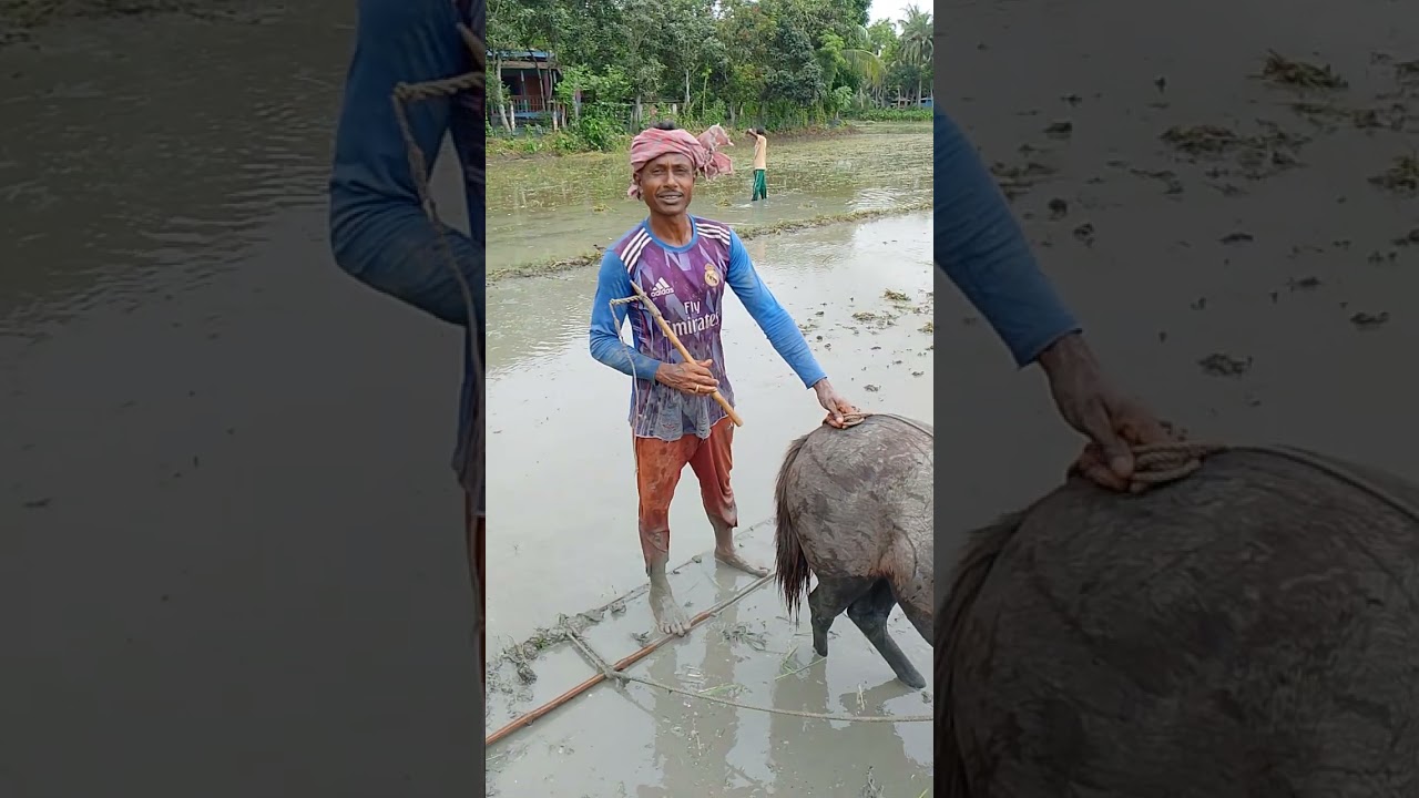ঘোড়া দিয়ে জমি চাষ,,কড়োলা,,নড়াইল