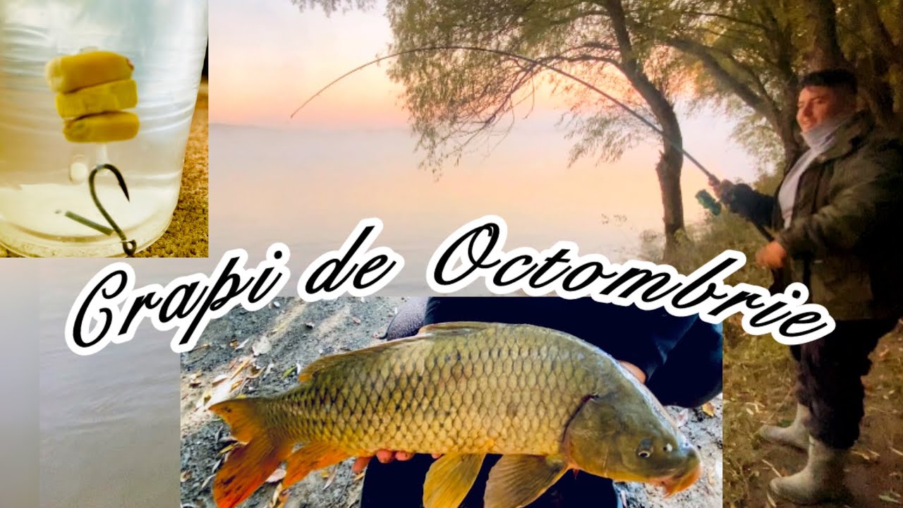 PESCUIT la CRAP pe DUNĂRE !! 22.10.2024 Temperaturi de -1 #carpfishing #dunarea #carp #fishing #fish