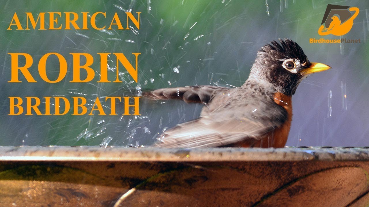 American Robin Taking Bath!  Robin In Birdbath