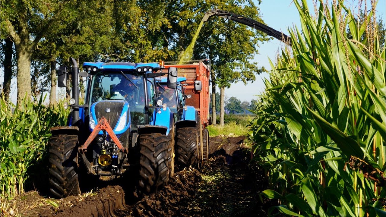 Mais 2024 | Modderen | New Holland FR9040+T7050+T7.235 | Velthuis Hoonhorst | Maishakselen | Mud