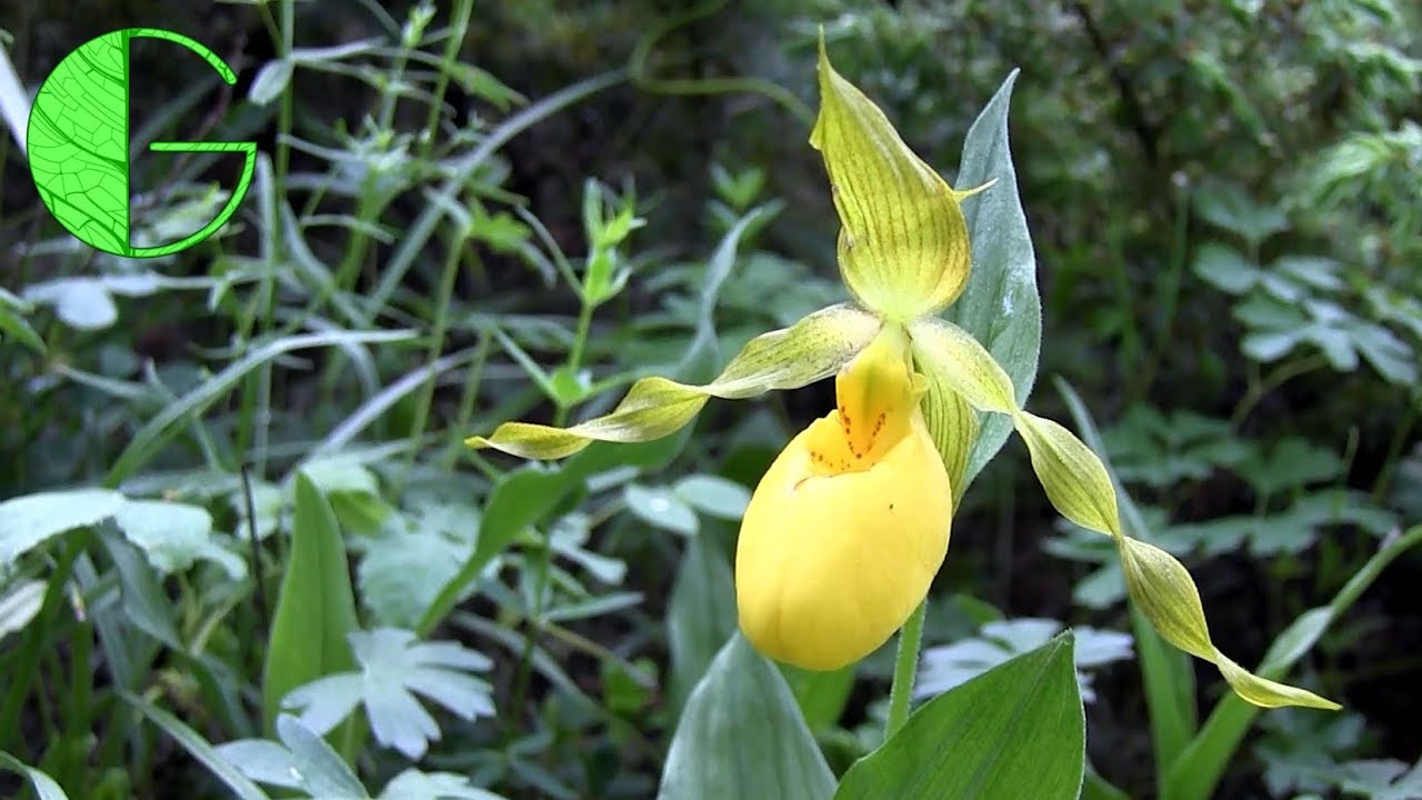 An American slipper orchid (Cypripedium parviflorum) • 11 July 2019 Orchid collection update