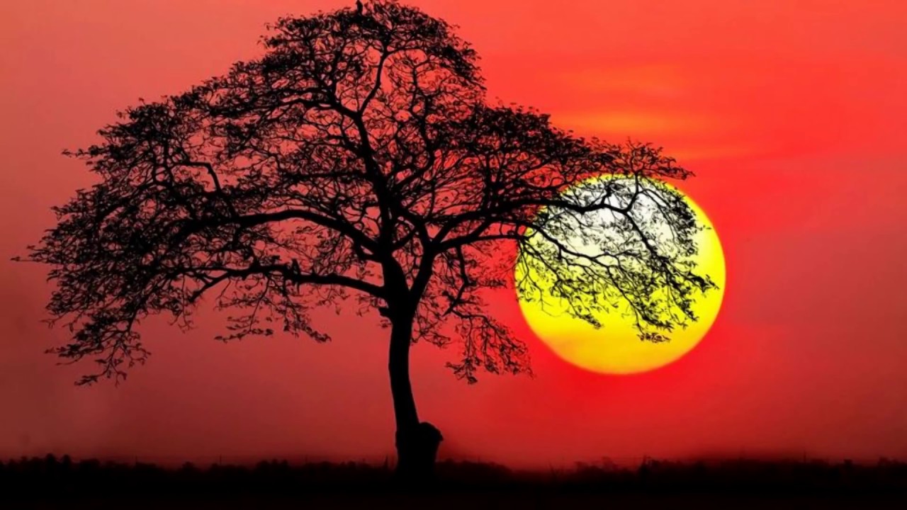 Shadow of the tree (HD1080p)