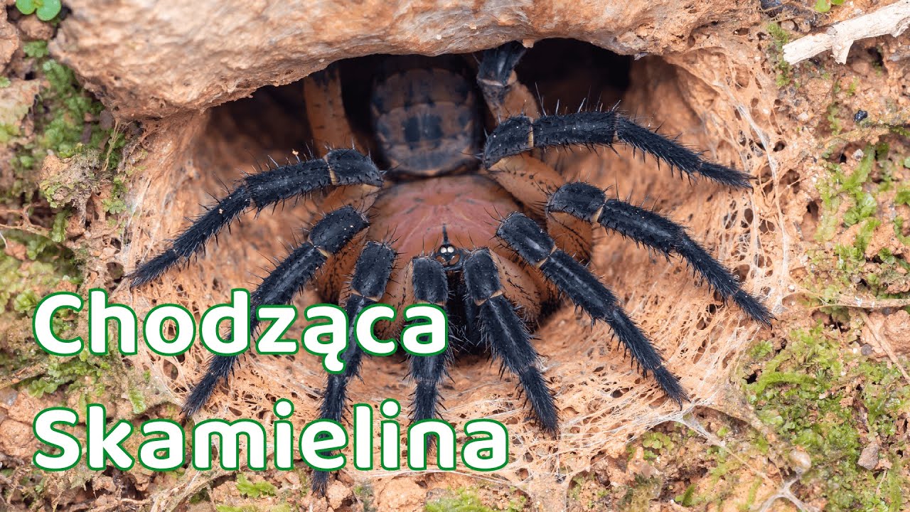 Liphistius - chodząca skamielina