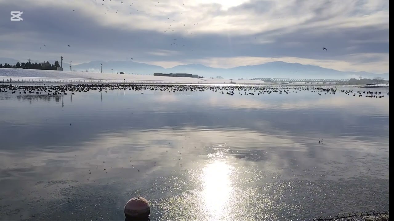 Morning Light & Ducks on Mogami River ｜ 朝の光と無数のカモ 最上川