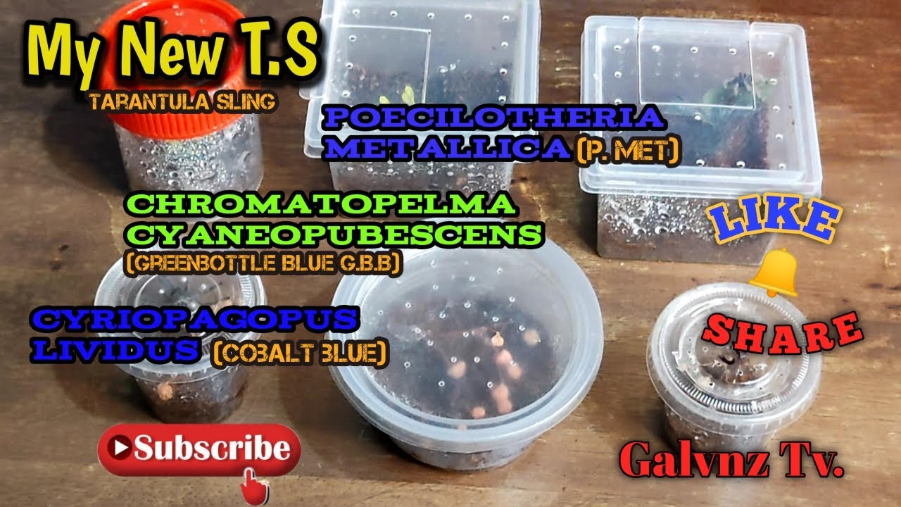 My New Tarantula Sling (Cobalt Blue, Green Bottle Blue and P. Metalica) | Galvnz Tv