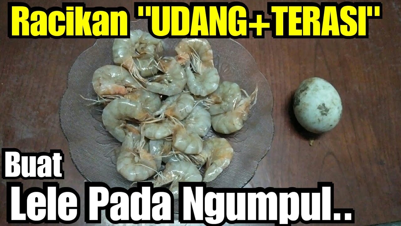 UMPAN UDANG + TERASI BIKIN LELE NGUMPUL | KHUSUS GALATAMA LELE