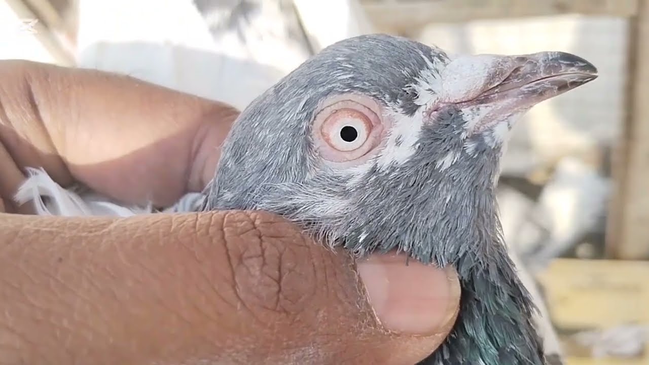 ٹیڈی گولڈن سیالکوٹی پیپلاں والی دو نر 8 مادی ریڈ فائنل7000 کے 03260112462 لوکیشن جہلم سرائے عالمگیر 