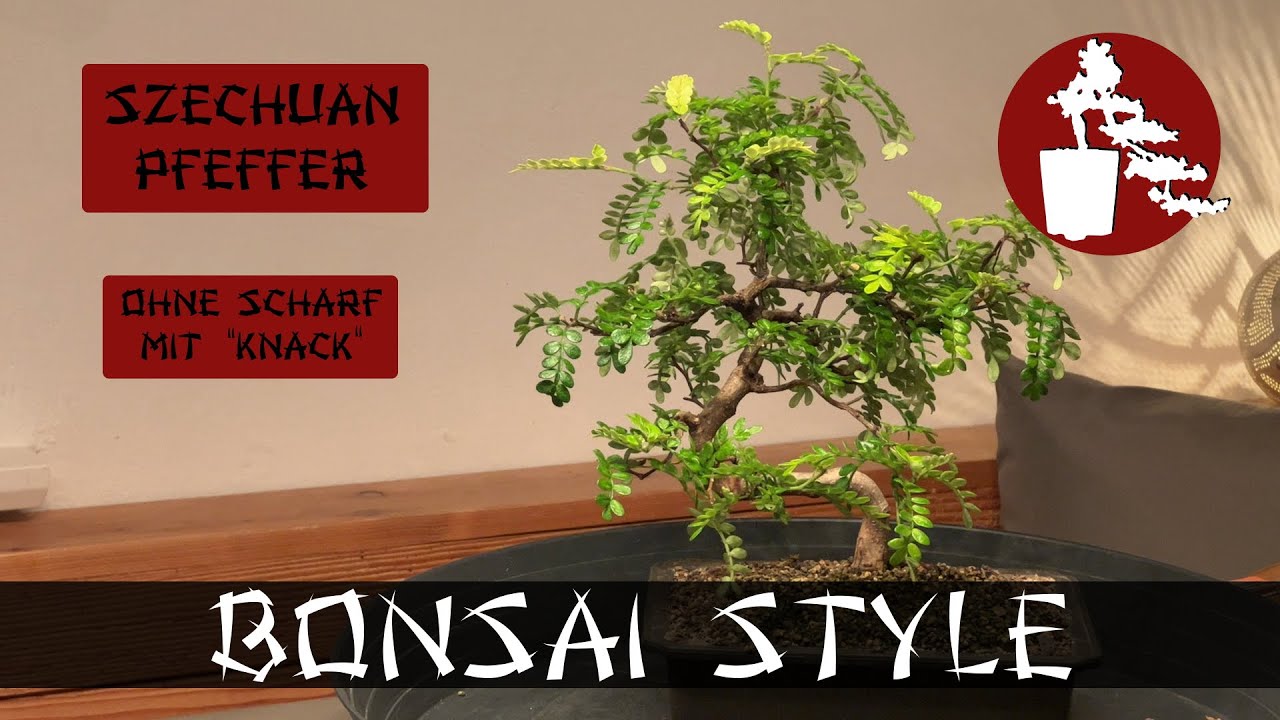 Die Verschlimmbesserung | Szechuan Pfeffer (Zanthoxylum piperitum) | #009 Bonsai Style