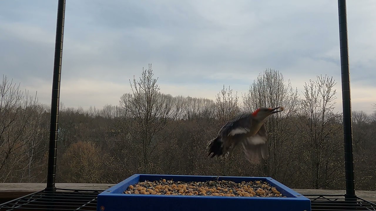 A bunch of hungry birds at the feeder