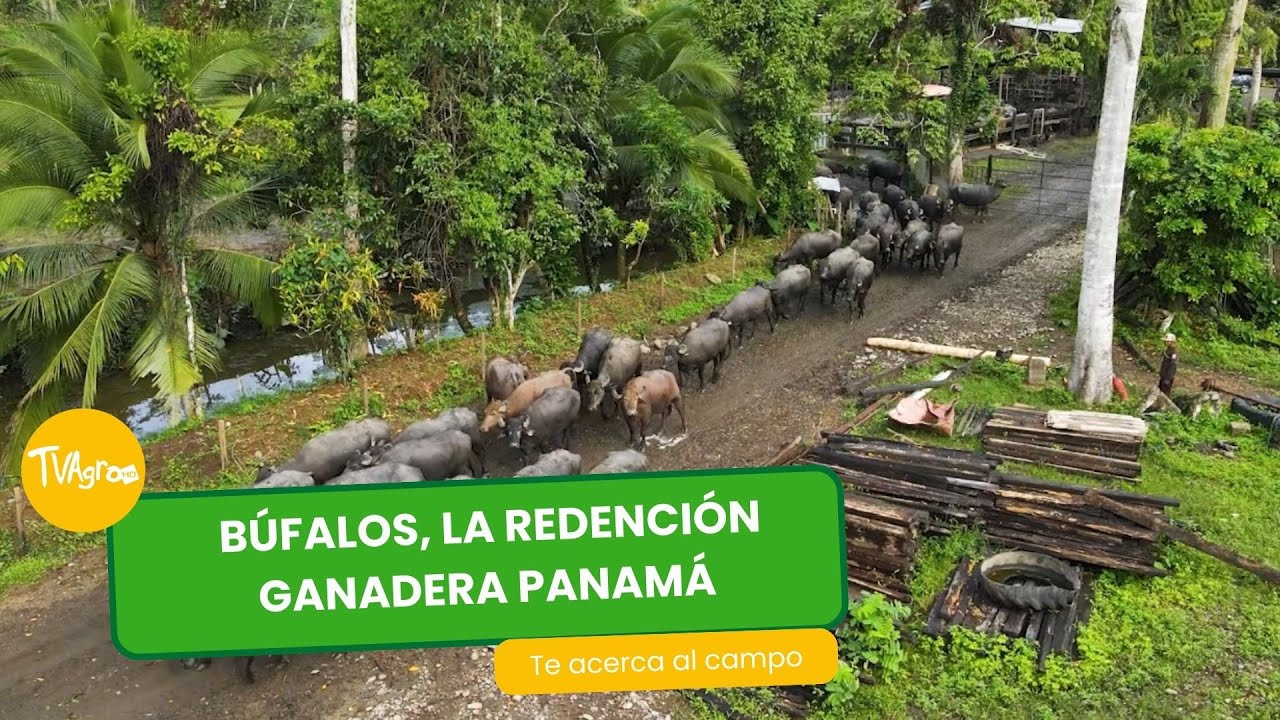 Búfalos, la redención ganadera Panamá - TvAgro por Juan Gonzalo Angel Restrepo