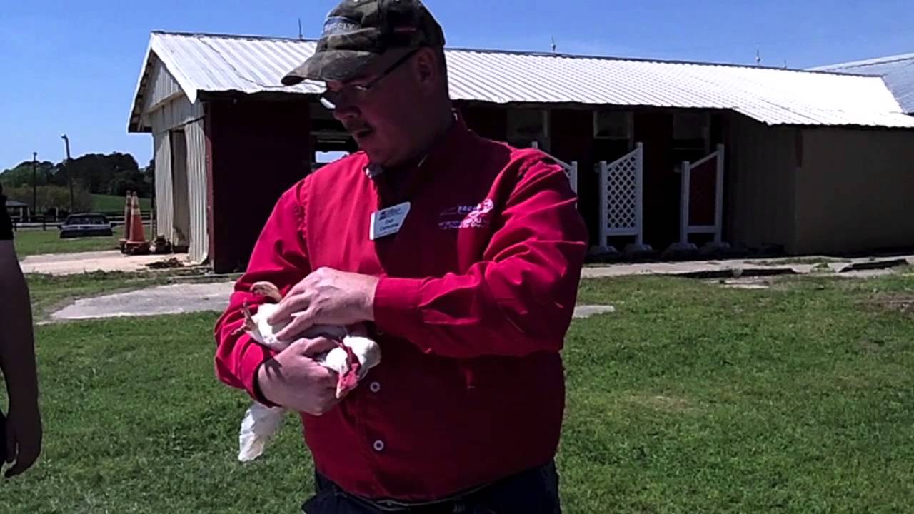 4-H Poultry Showmanship