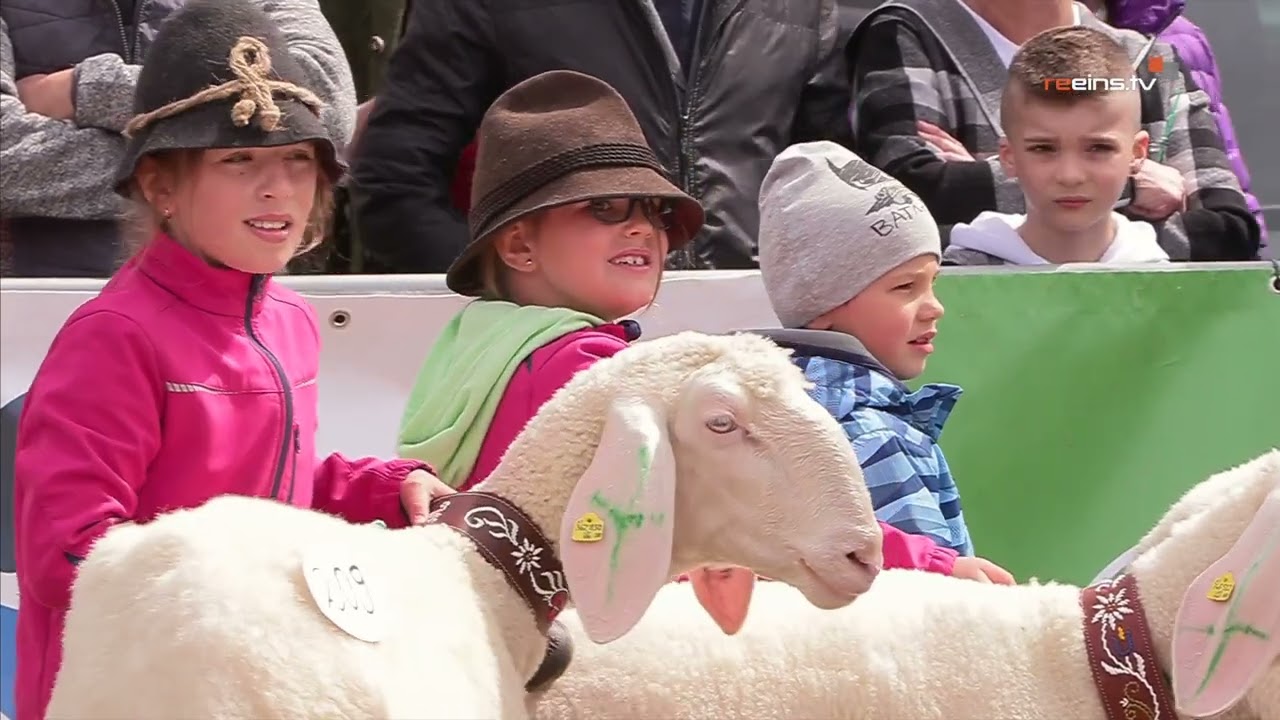 Maifest mit Tiroler Bergschafausstellung in Höfen