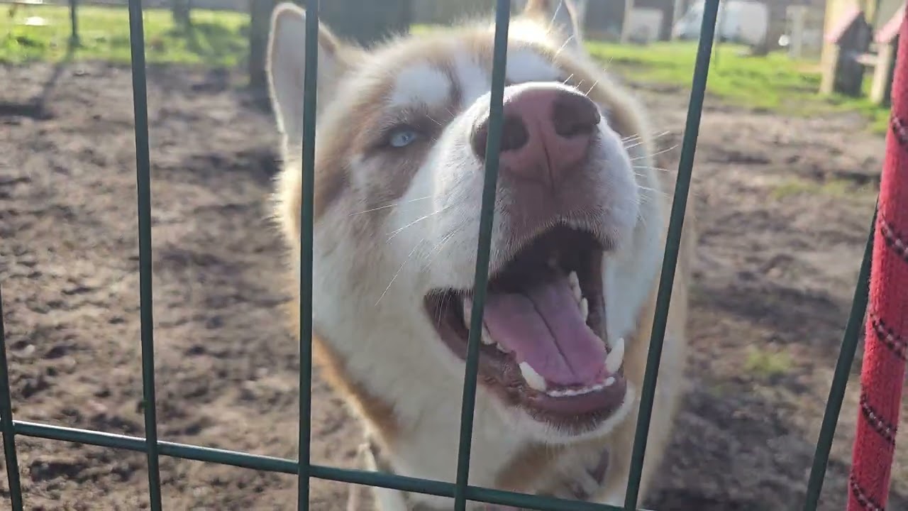 Husky qui aboie