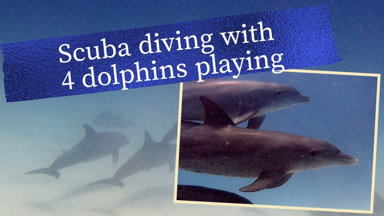 Magic encounter 🐬🐬🐬🐬 Scuba diving with dolphins in Egypt