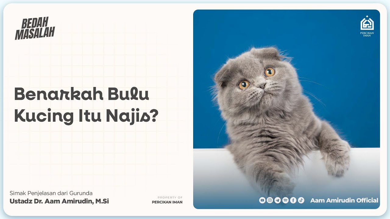 Benarkah Bulu Kucing Itu Najis? [BEDAH MASALAH]