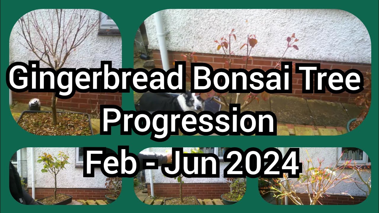 Gingerbread Bonsai Tree Progression Feb   Jun 2024