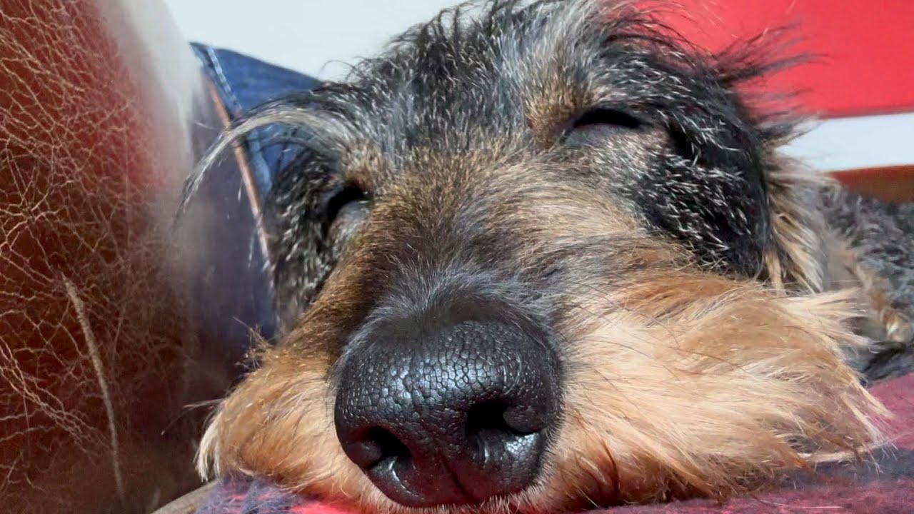 Teddy the Dachshund Heard the Snow Forecast… and Had a Plan ❄️ 🐾 
