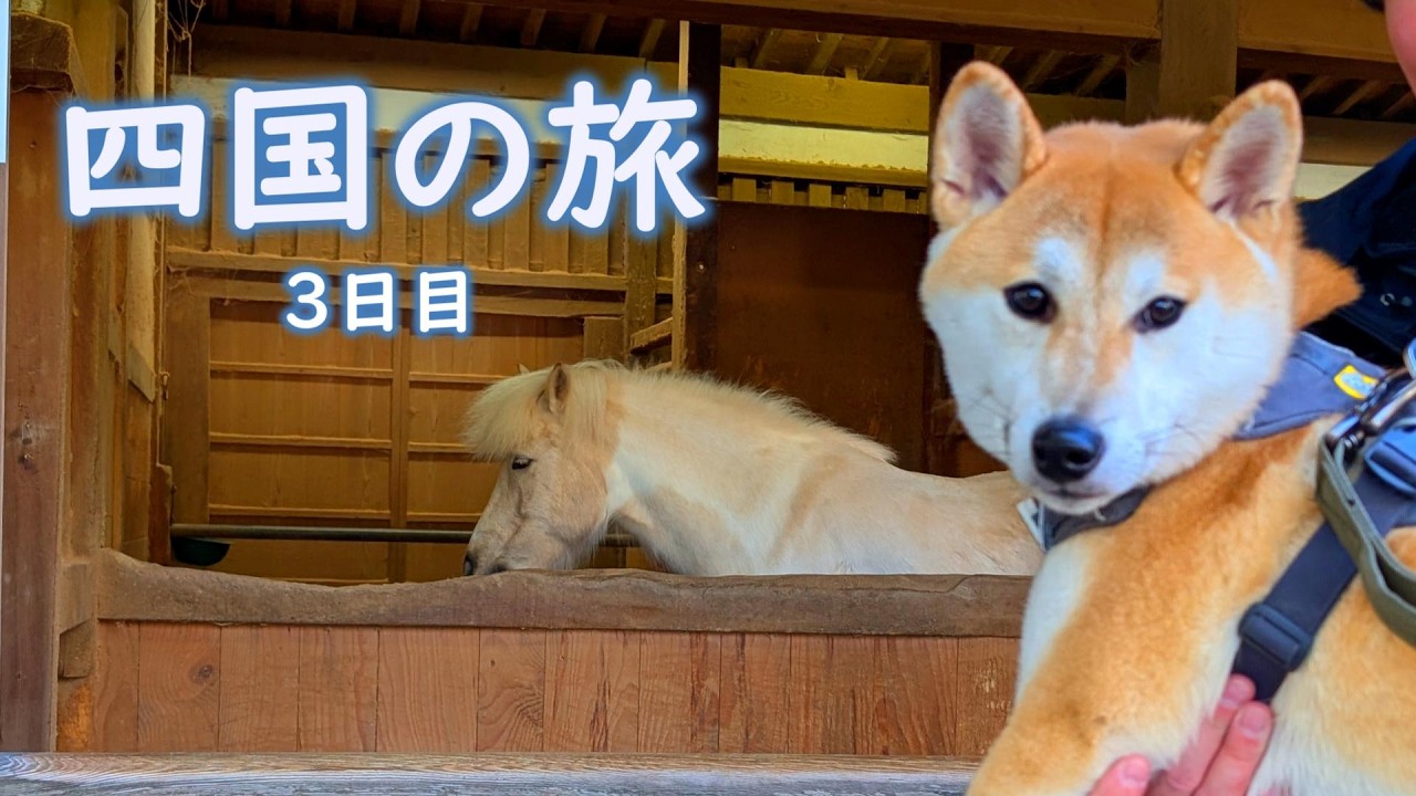 【犬連れ旅】柴犬はっさく 初めての四国旅 3日目【こんぴらさん】