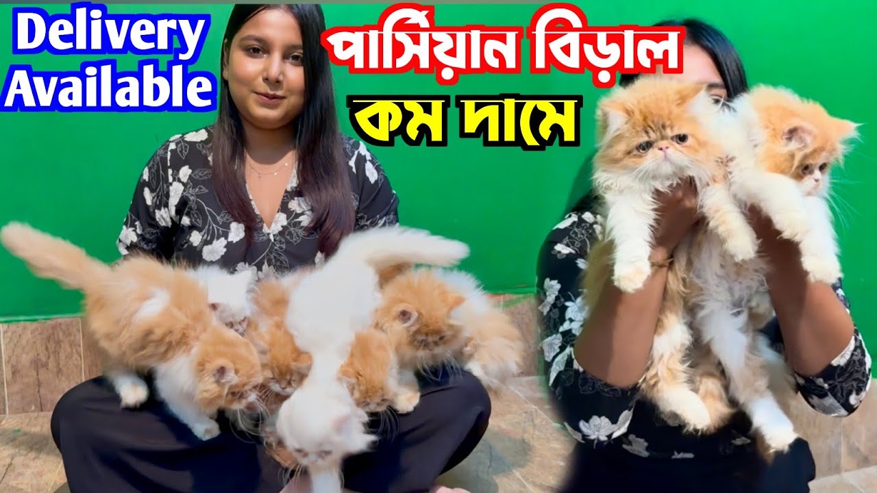 Persian Cat's Sale Low Price. Cat Market in Kolkata. Kolkata Cat Market.