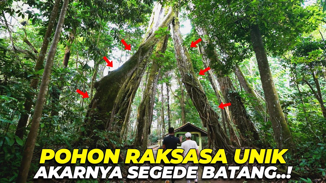 KULIT DARI POHON RAKSASA DI MAJALENGKA INI AJAIB..? EMANG IYAA..?