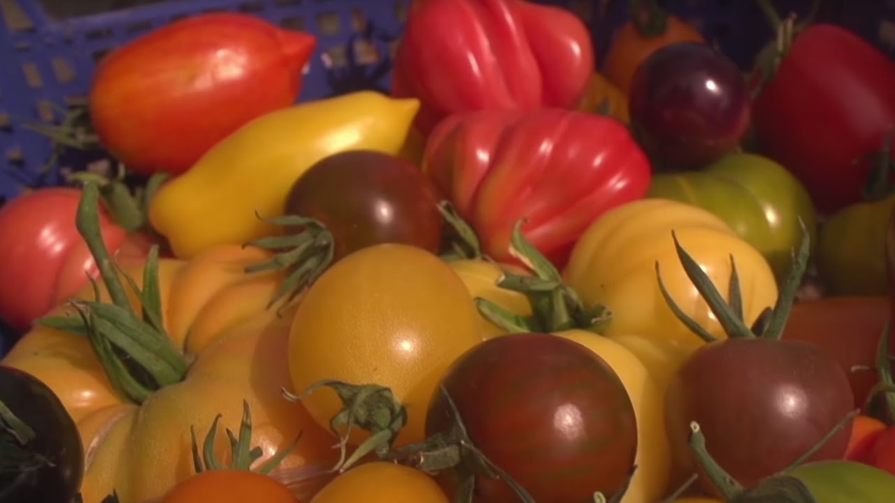 Growing fruit and veg for Wales's finest restaurants | Observer Food Monthly Awards