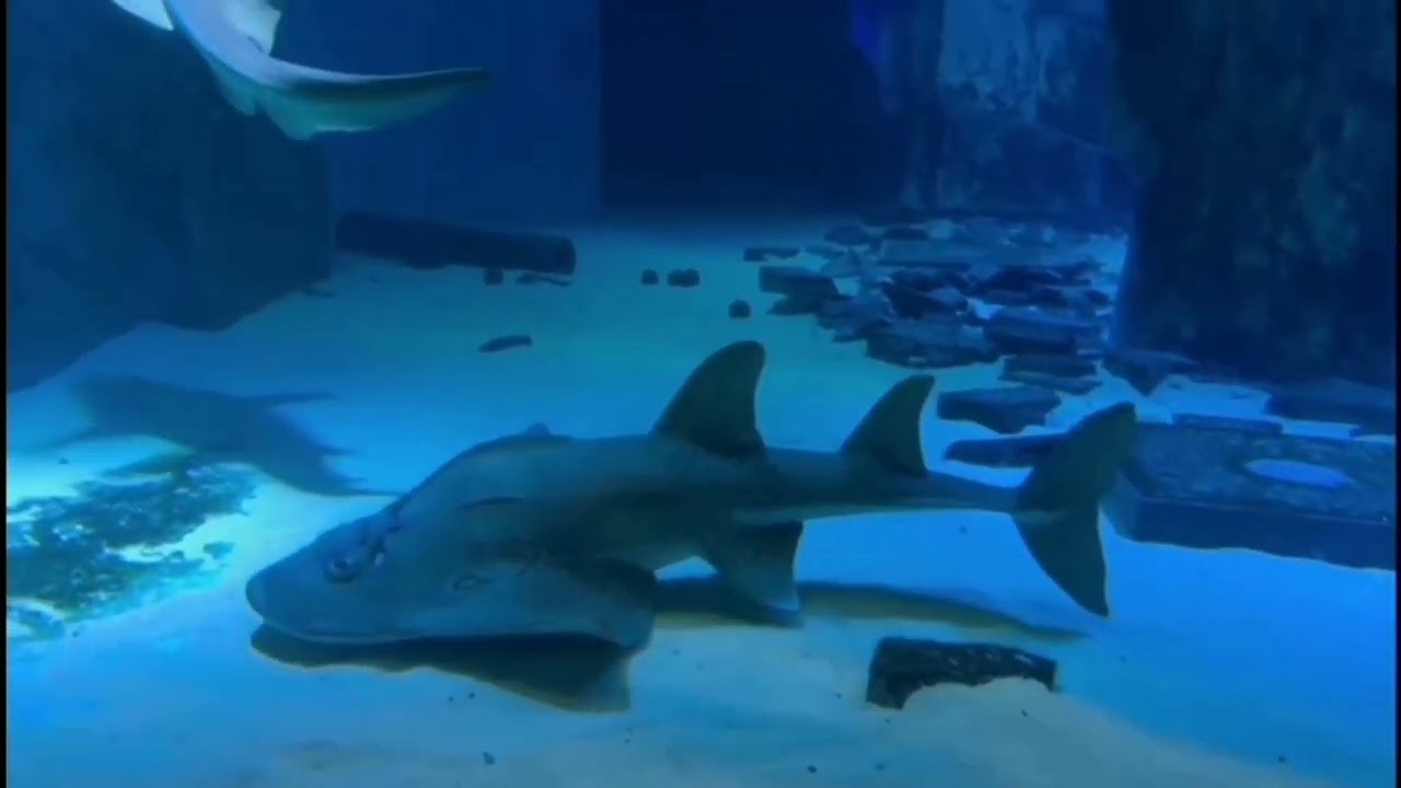 Sea Life Aquarium London