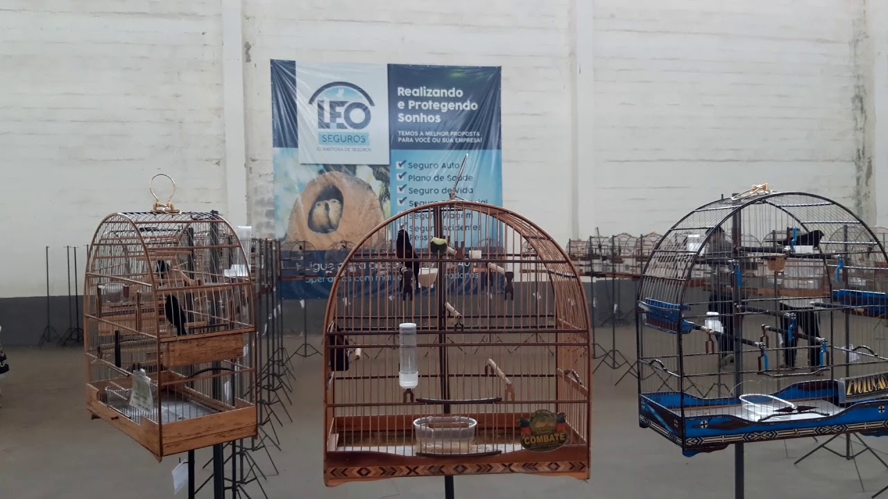 Torneio de curió fibra na AOSC RJ em Santa Cruz 28/11/2020