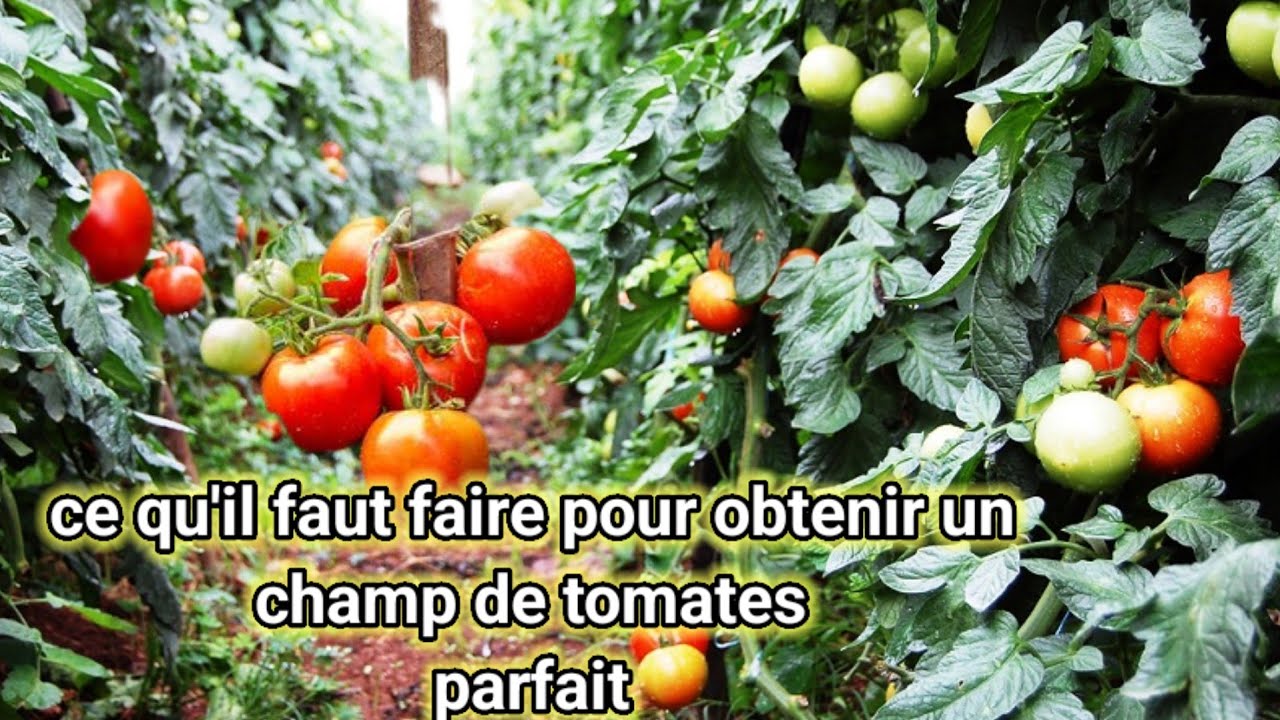 Comment obtenir un champ de tomates performant et homogène avec 300mil l'ingénieur détails tout