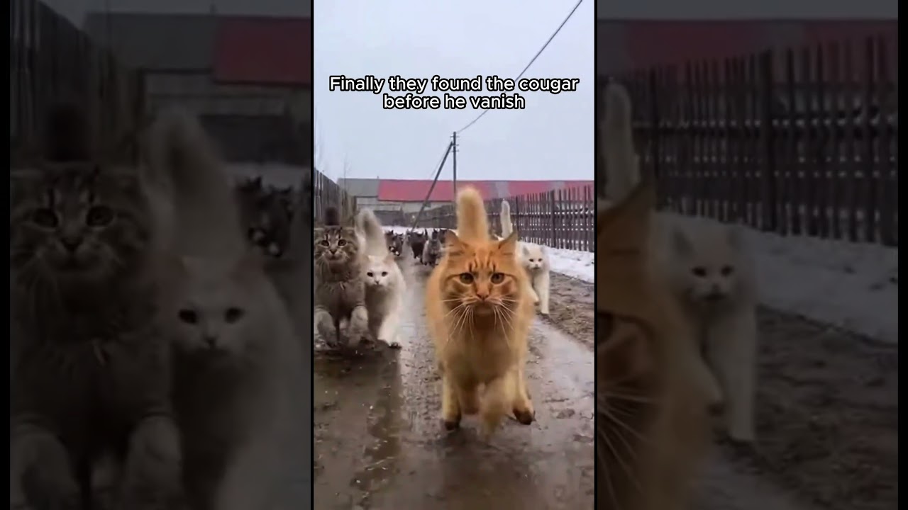 Moment when a Cat Rescue a dog puppy from Cougar..❤️😺 #puppyrescue #wildrescue #wholesome #animals