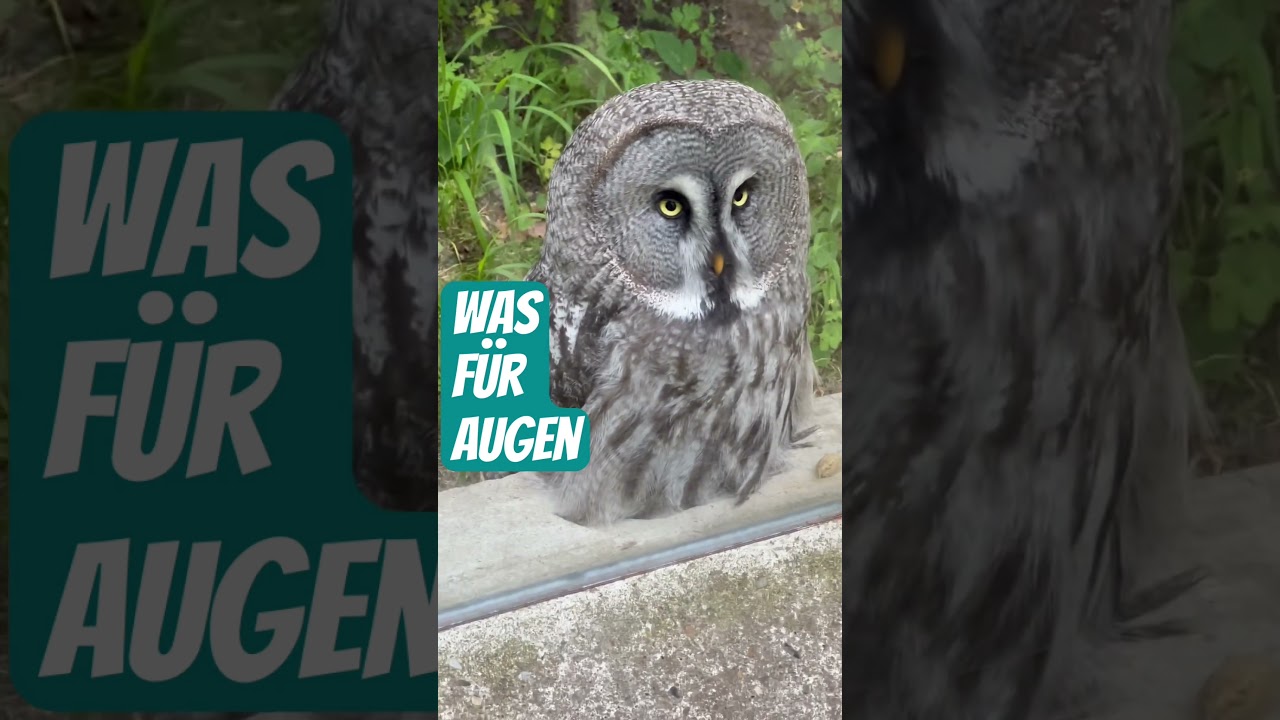 &hellip;sch&uuml;chtern? Einmal kurz umdrehen🦉👀👁️😘😜