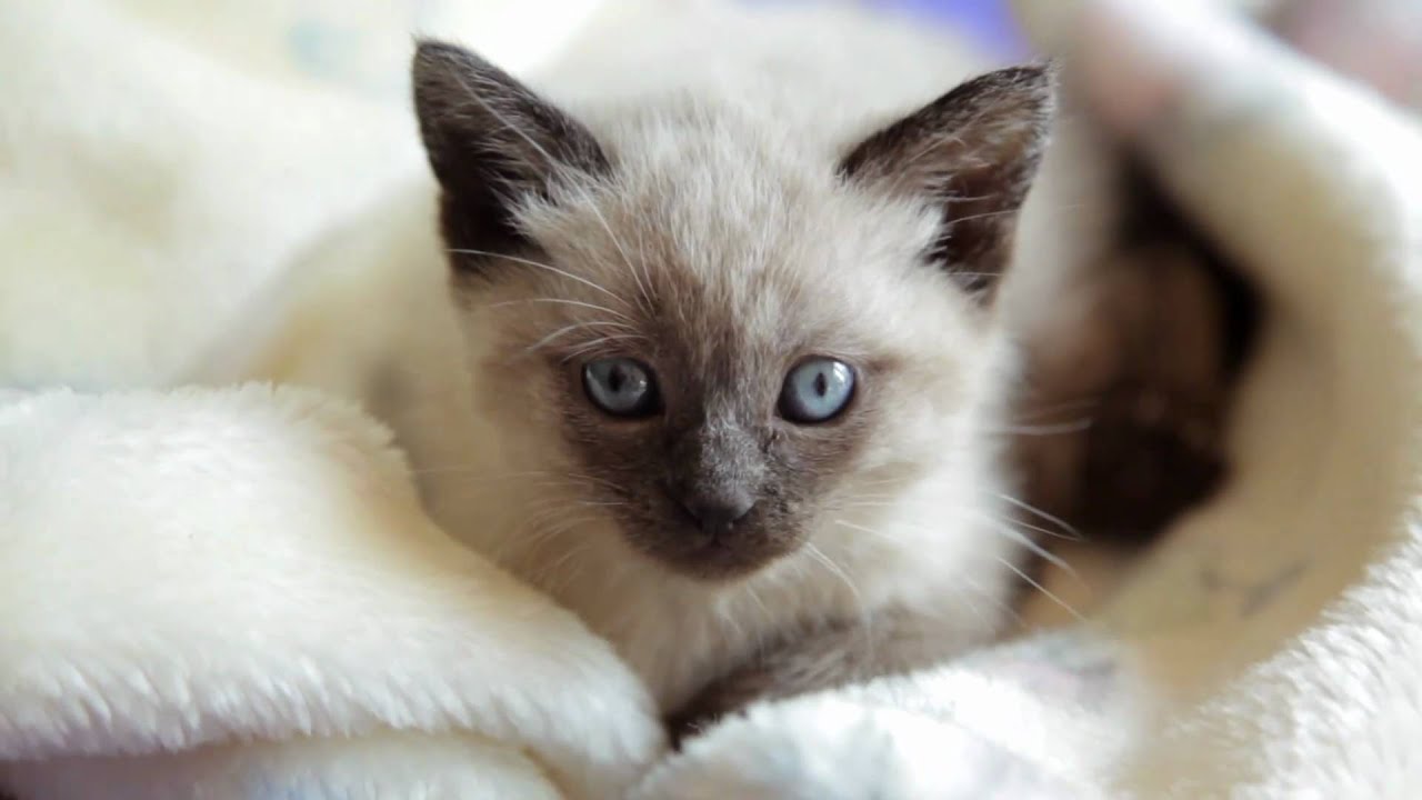 Curious Siamese Kitten
