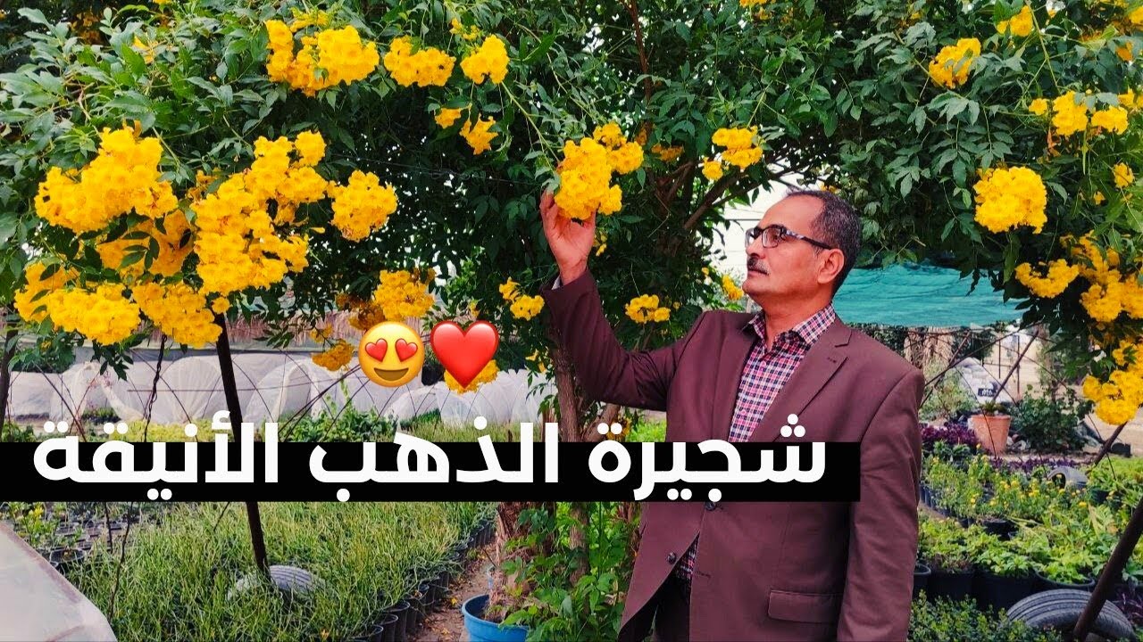 تيكوما  شجيرة الذهب الأنيقة Tecoma  تعرفوا على أنواعها واسرار الزراعة وشاهد  النوع الازرق