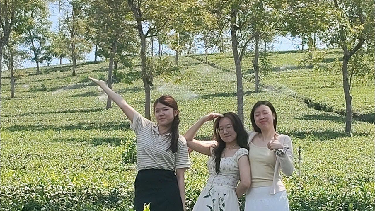 Vlog Tết đi đồi chè Phước Lạc siêu đẹp tại Bảo Lộc Lâm Đồng