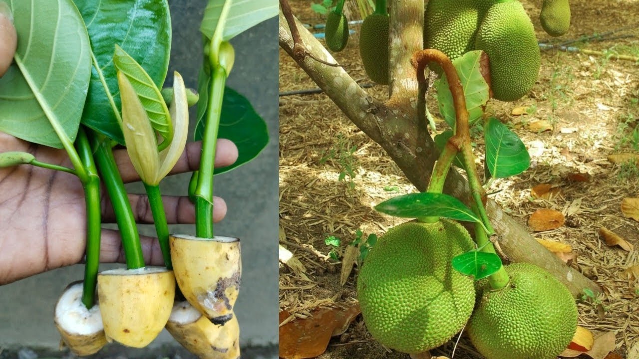 Amazing! Using Just One Banana, You Can Grow Jackfruit That Can Produce For years 