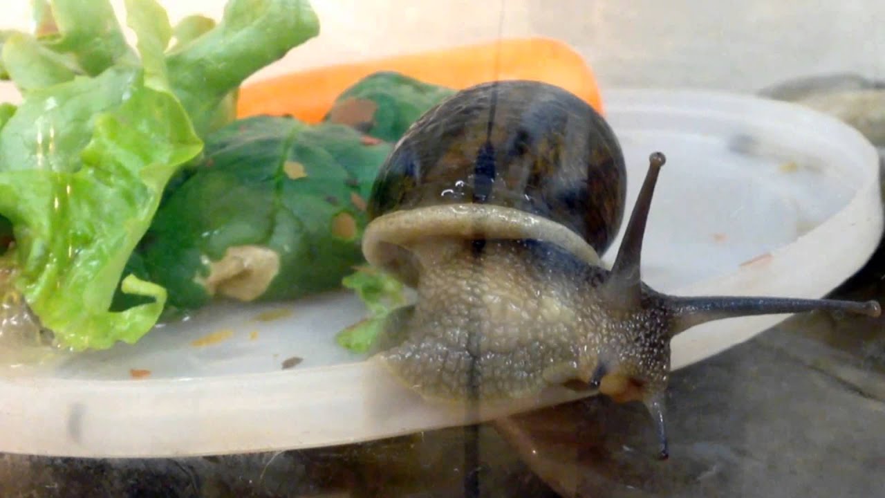 The Life of Smedley - A Brown Garden Snail