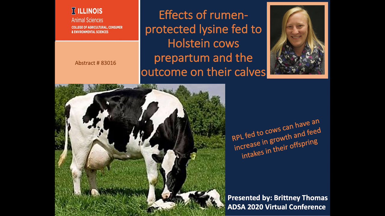 Effects of rumen-protected lysine fed to Holstein cows prepartum and the outcome on their calves
