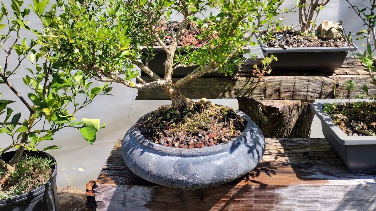 Episode 1)  How to care for.                 (Serissa japonica) snow Rose bonsai.
