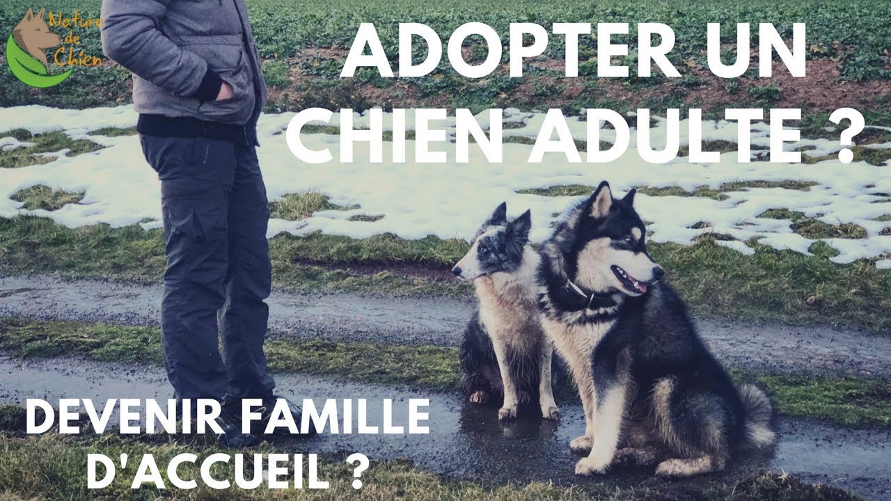 Adopter un chien adulte : nos conseils, notre expérience !