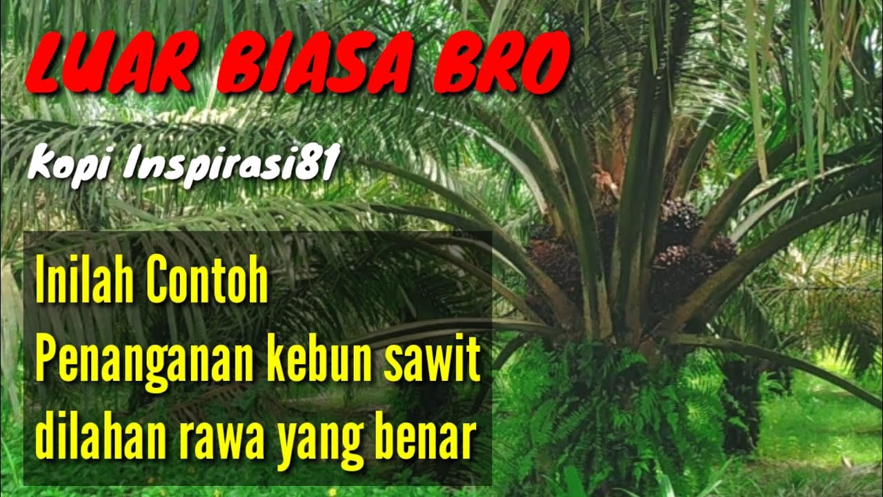 Kebun kelapa sawit dilahan rawa berbuah lebat@kopiinspirasi8193