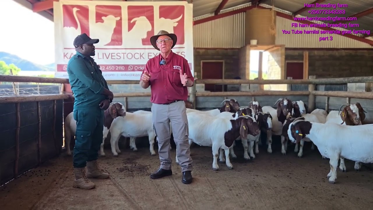 The master class of goat farming Secret behind the feeding and management of goats in south africa