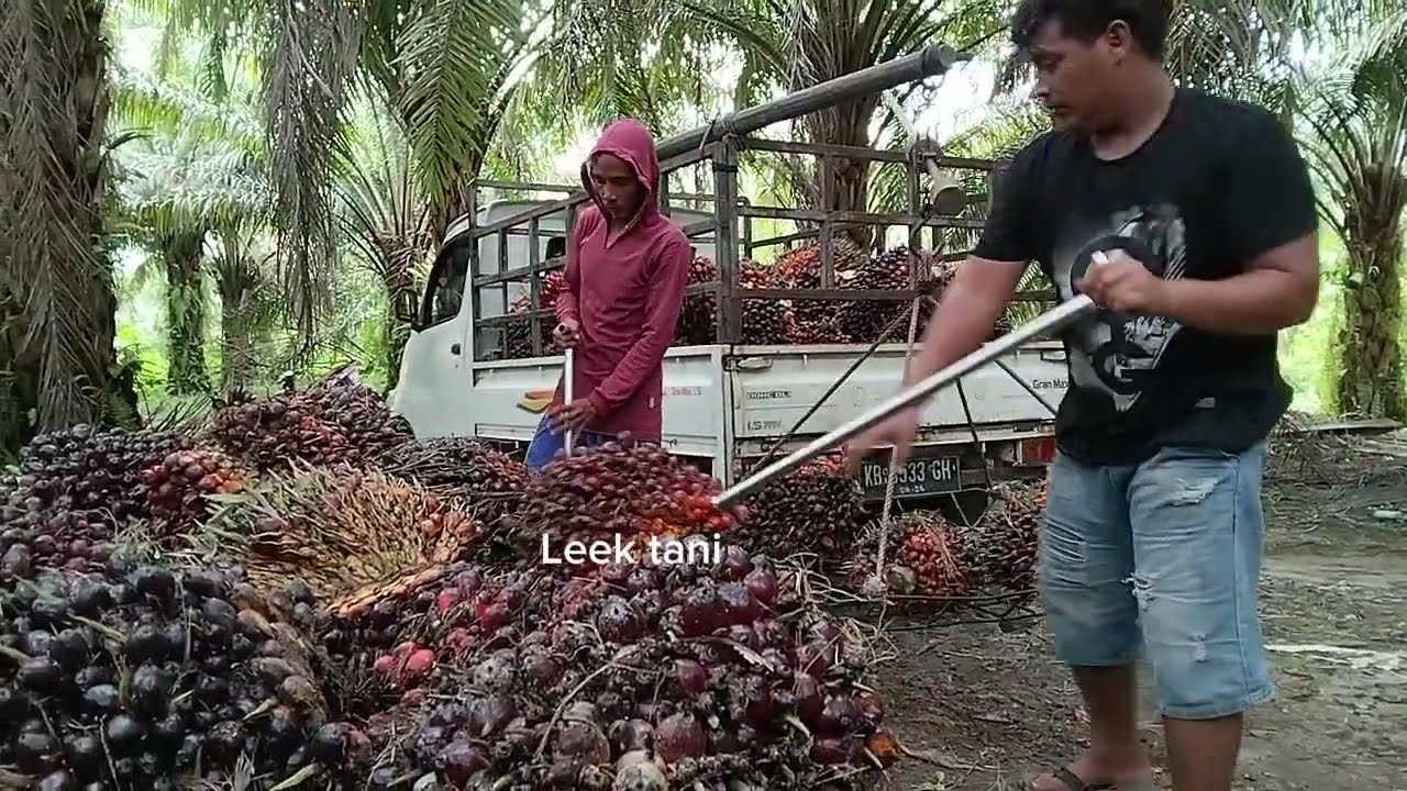 Timbang hasil panen sawit si babon tn 1..! #sawit #leektani #panen #sawitunggul 