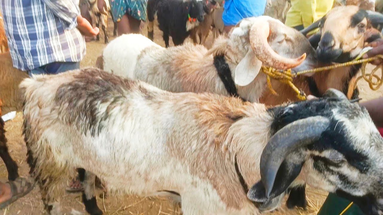 పెద్ద సైజ్ పొట్టేలు!! పెబ్బేరు మార్కెట్!!pebbeir market!!big size sheep!!