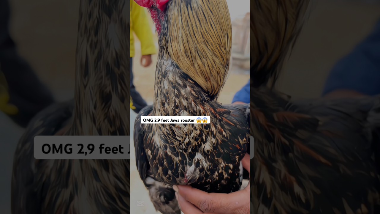 OMG 2,9 feet 😱😱 #viralvideo #rooster #youtubeshorts #shorts #ayam #animals #birds #assel #birds