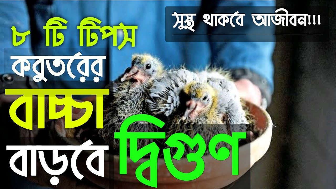 কবুতরের ডিম ফুটে বাচ্চা হওয়ার পরে করণীয় ৮ টি বিষয় || 8 Most Important Tips For Pigeon baby