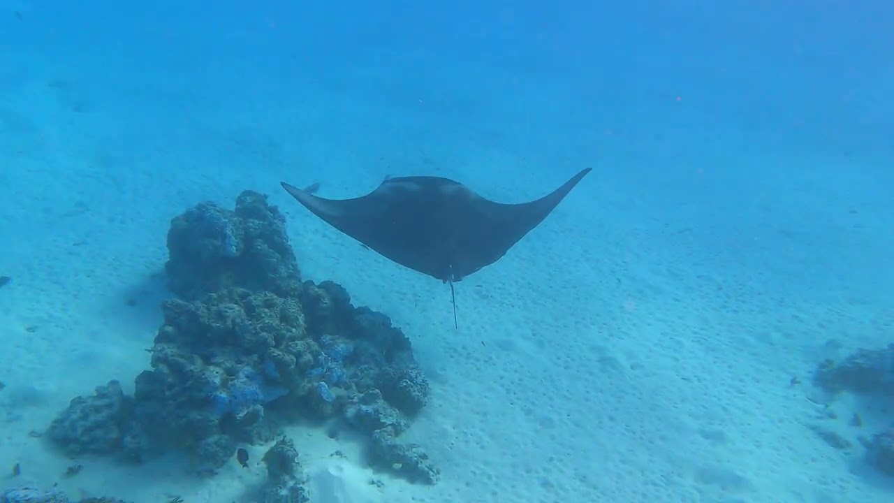 Raies Manta a Maupiti - Polynésie Francaise