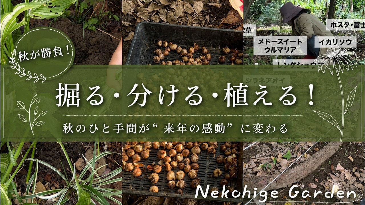 《宿根草の庭は今が勝負！株分け・移植・球根植え付けタイミングとコツ》半日陰～日陰の植栽／山の庭づくり④ 山の植栽第３弾／秋の購入苗植え付け