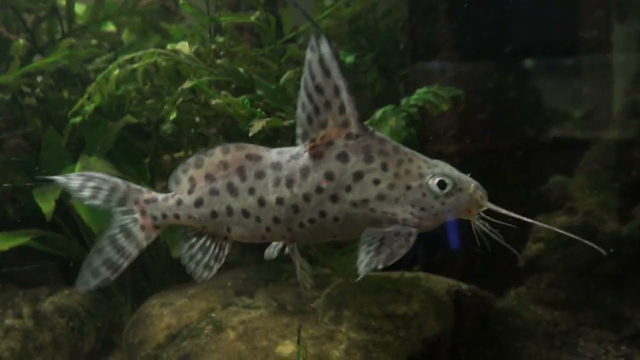 Fiederbartwels, Synodontis sp. Hybrid