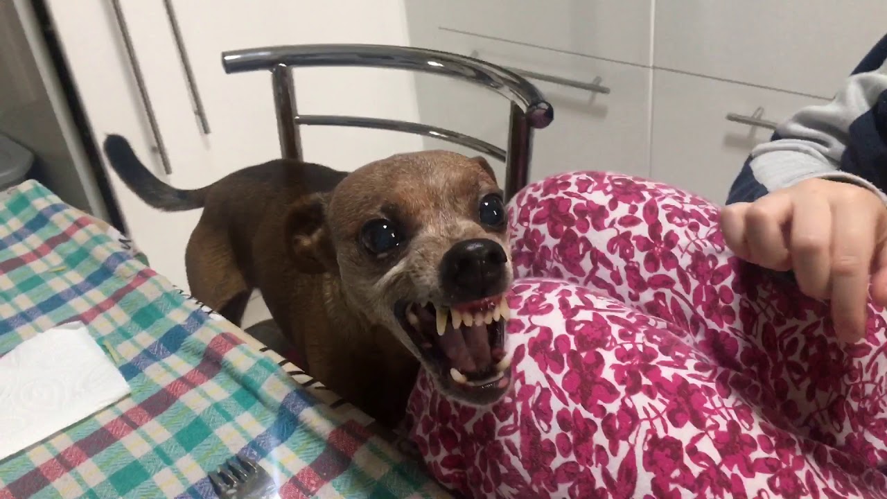 Pincher arrabbiato